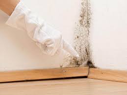 Mold Inspection